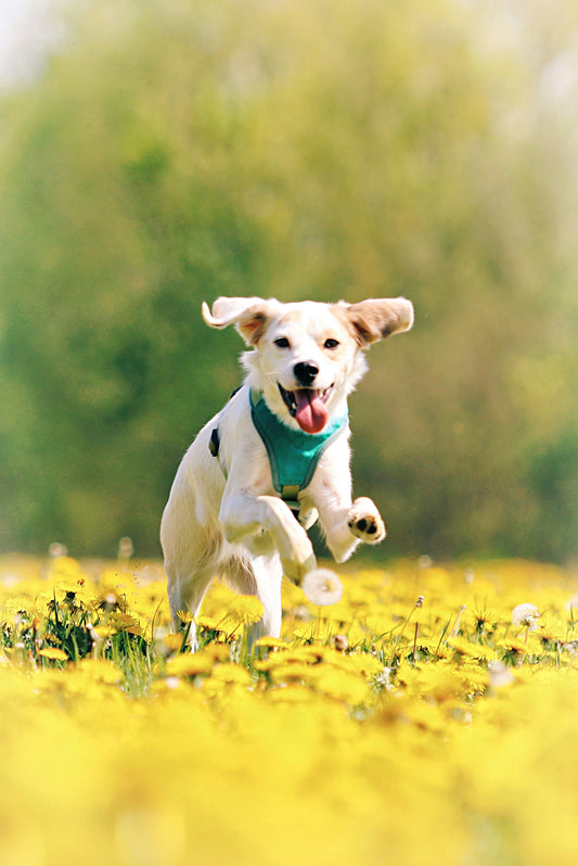 Senior Indoor Dog Care Guide: How to Support Aging Dogs with Stability and Preventive Wellness