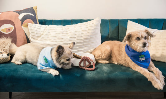Signs Your Dog Is Overstimulated (And How to Restore Calm Naturally)