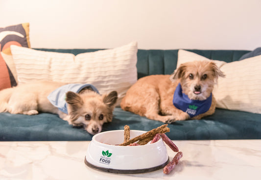 Hidden Stress Triggers in Indoor Dogs: How to Create a Calm and Stable Home Environment