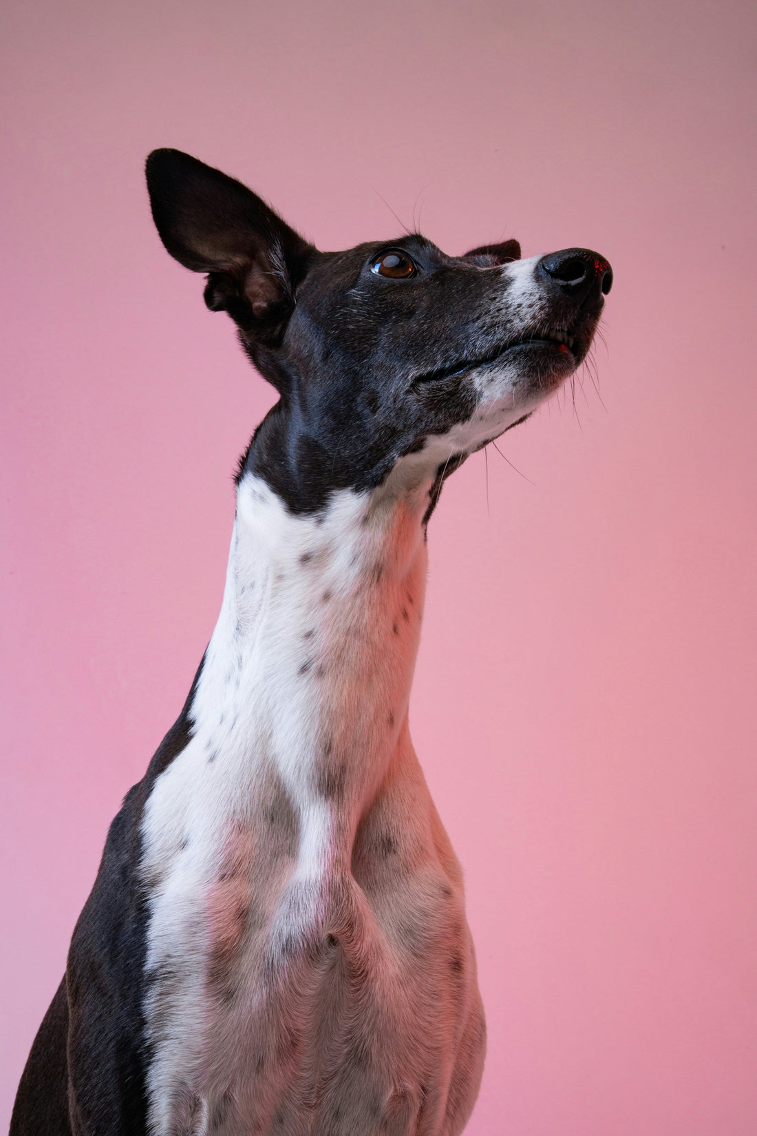How to Create a Balanced Daily Routine for Your Dog: Structure, Stability, and Long-Term Well-Being