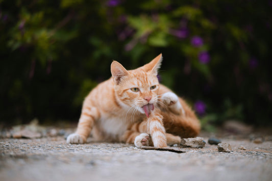 Essential Grooming Tips for New Pet Owners: Keeping Your Dog and Cat Healthy and Happy