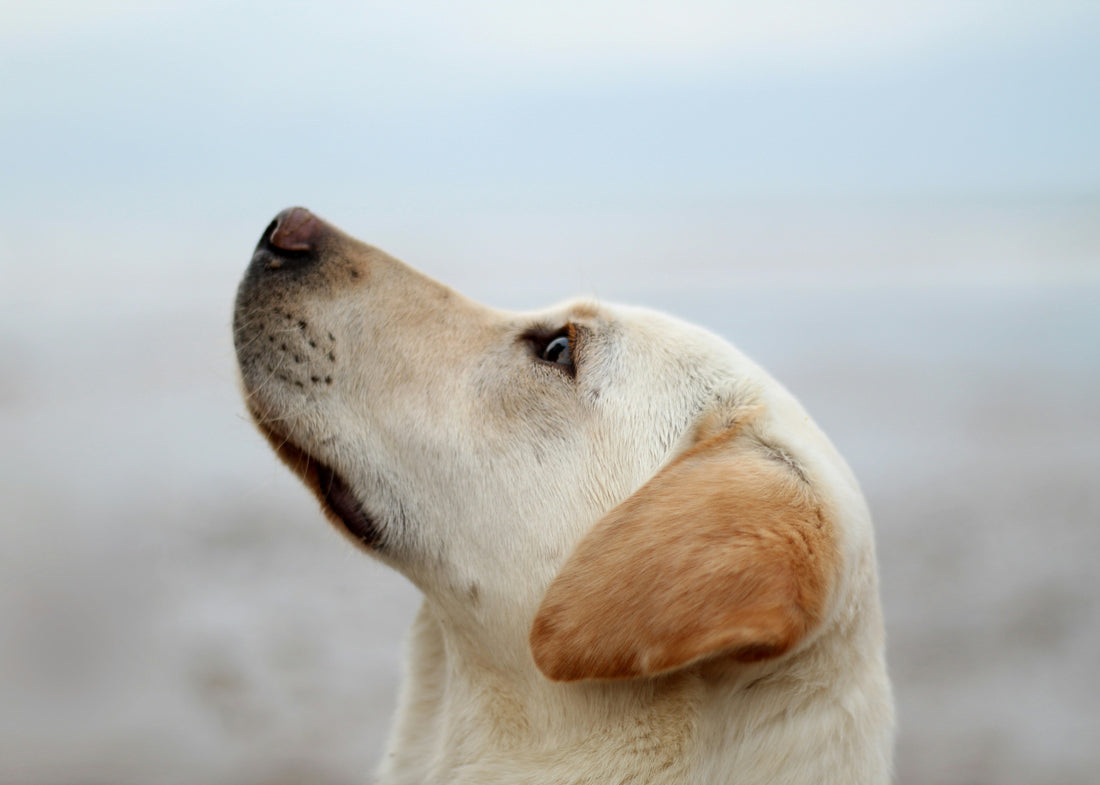 How to Create a Safe Space for Your Dog: Building Security, Comfort, and Emotional Stability