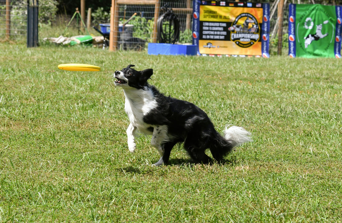 How to Create Emotional Balance in Your Dog’s Daily Life: Building Stability Through Routine and Environment