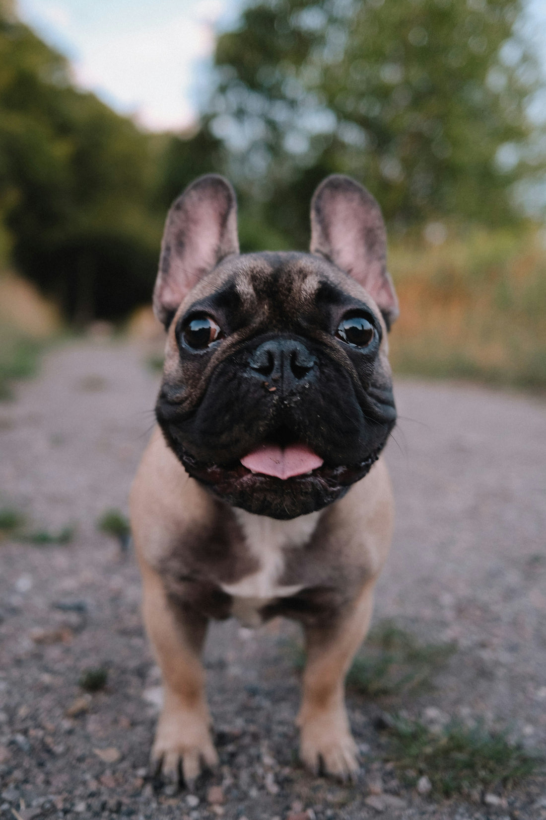 The Ultimate Guide to Puppy Socialization: How to Raise a Confident, Well-Behaved Dog