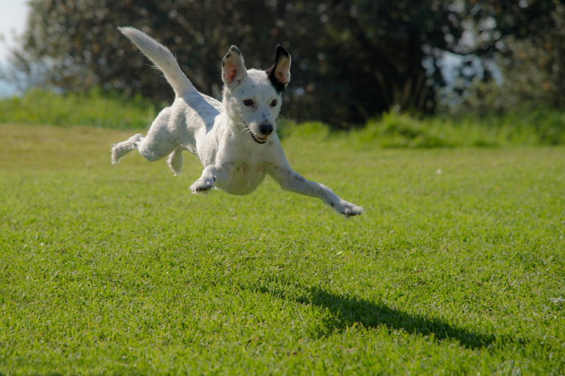 Building Lifelong Wellness in Dogs Through Simple Daily Rituals