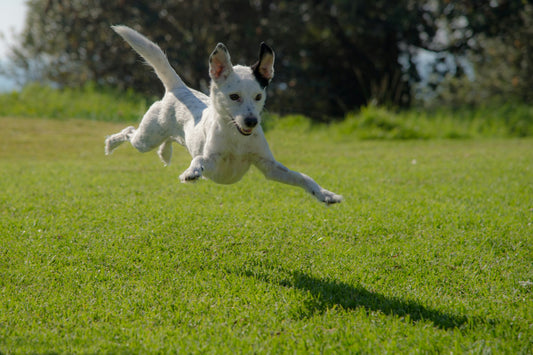 Building Lifelong Wellness in Dogs Through Simple Daily Rituals