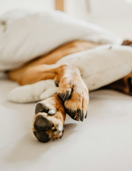 Signs of Hidden Stress in Pets: How to Recognize Anxiety Early and Protect Your Pet’s Health