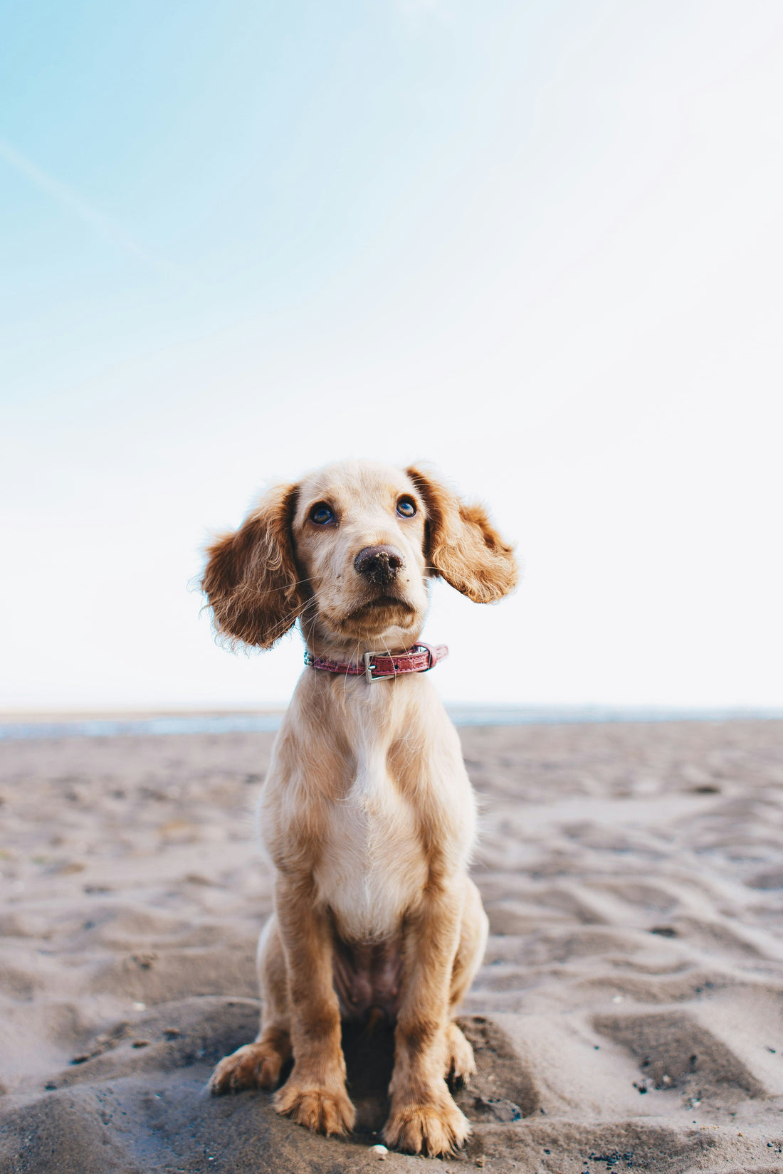 Senior Pet Care: How to Support Your Pet’s Health as They Age Gracefully