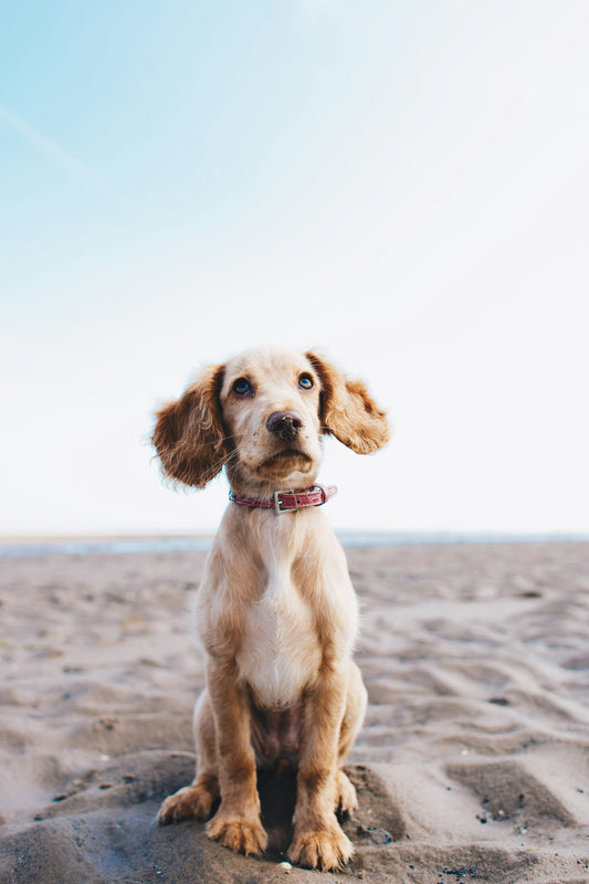 Senior Pet Care: How to Support Your Pet’s Health as They Age Gracefully