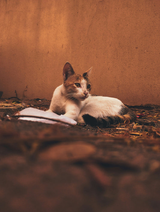 How to Reduce Pet Anxiety at Home: A Complete Guide for Calmer Dogs and Cats