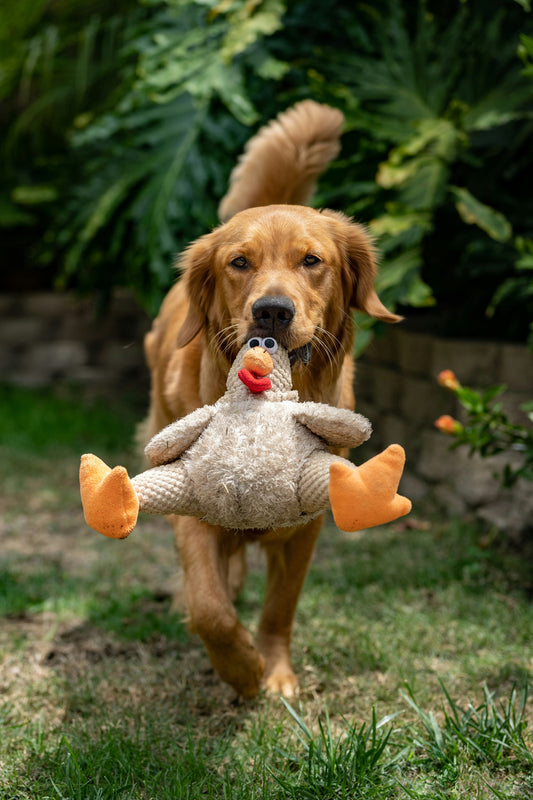 How to Improve Your Dog’s Everyday Happiness: Creating a More Balanced and Fulfilling Daily Life