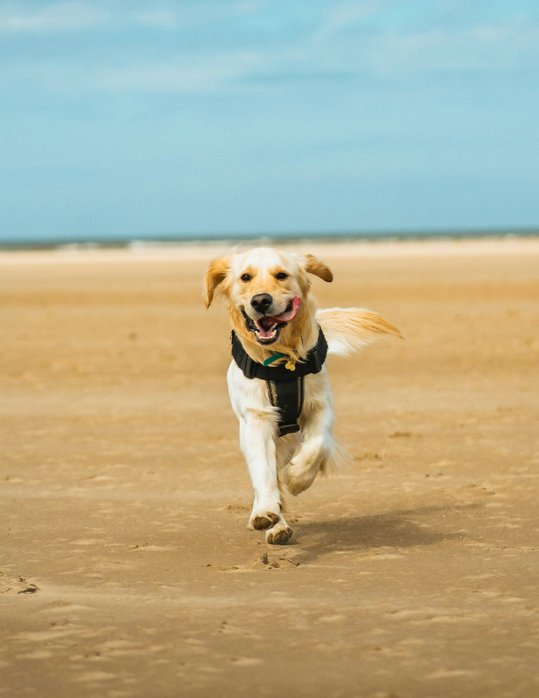 Holistic Daily Wellness for Modern Dogs