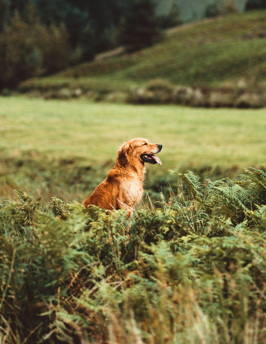 The Role of Routine in Raising a Happy Dog: Creating Stability Through Everyday Structure