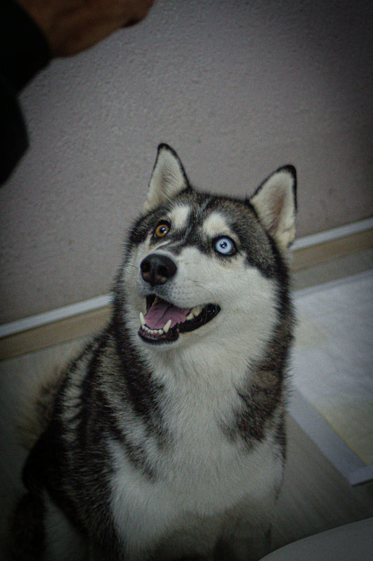 How to Improve Digestive Health in Indoor Dogs: A Complete Guide for Long-Term Wellness