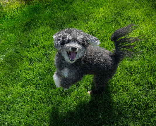 How to Help Your Dog Feel Calm and Confident: Supporting Emotional Wellness Through Daily Routine