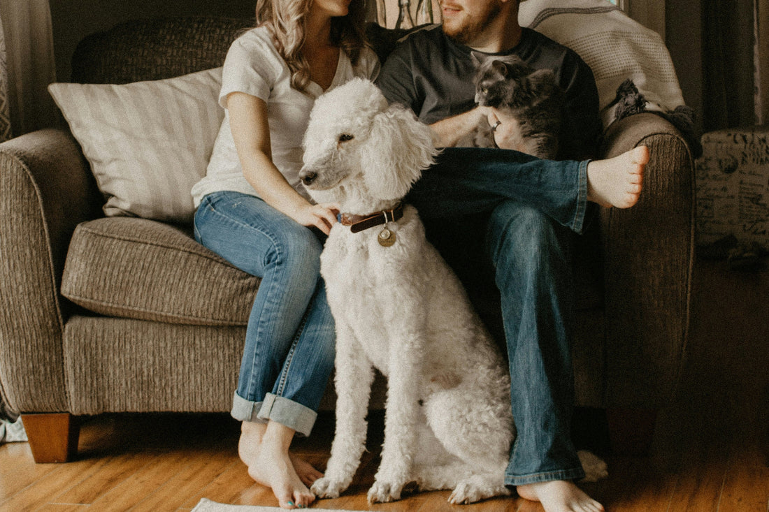 How to Create a Safe and Comfortable Home Environment for Your Pet