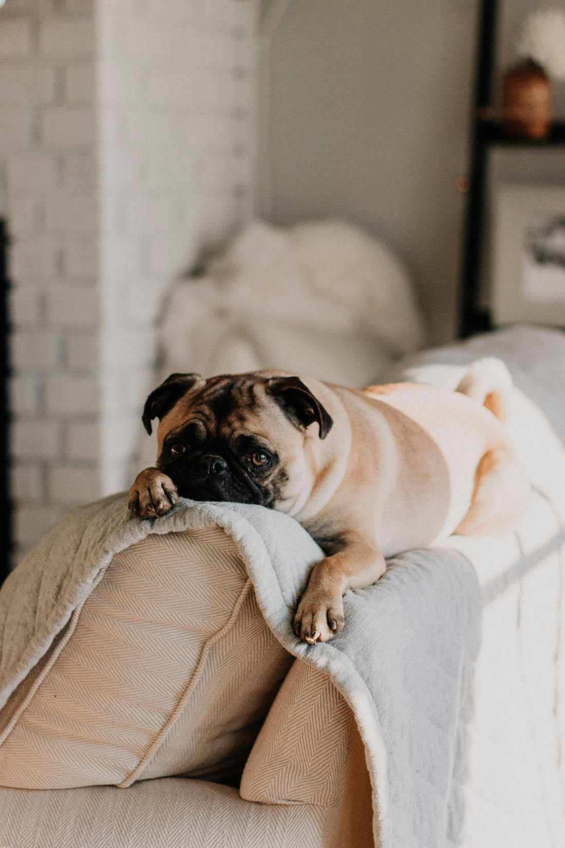 How Gentle Daily Habits Shape a Pet’s Emotional Resilience
