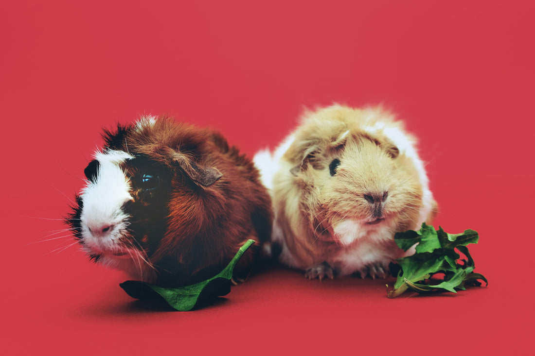 How Consistent Pet Care Builds Long-Term Trust Between Pets and Owners