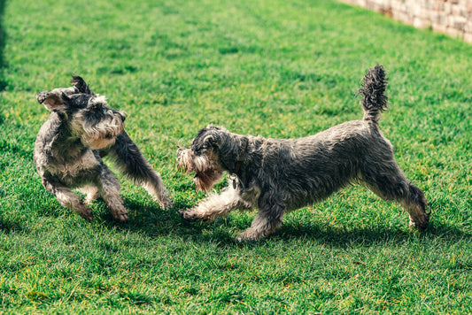 How to Help Your Dog Feel Safe Every Day: Building Confidence Through Stability and Care