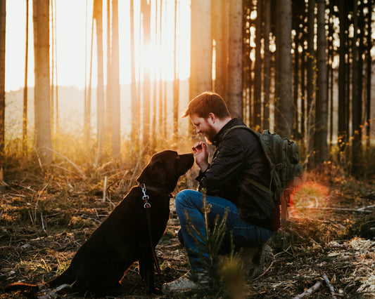 How to Create a Calm Daily Flow for Your Dog: Designing a Life That Feels Natural and Balanced