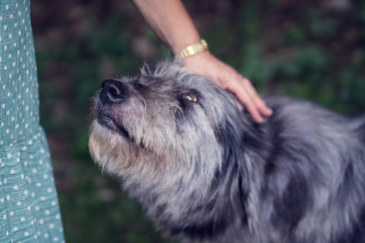 Best Supplements for Senior Dogs: Supporting Joint, Heart, and Brain Health