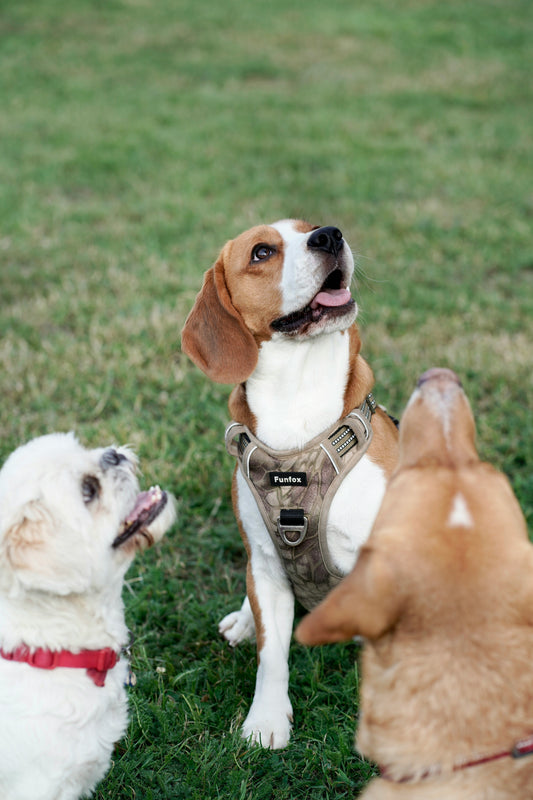 How to Create a Stable Lifestyle for Your Dog: Building Daily Balance Through Routine and Emotional Security