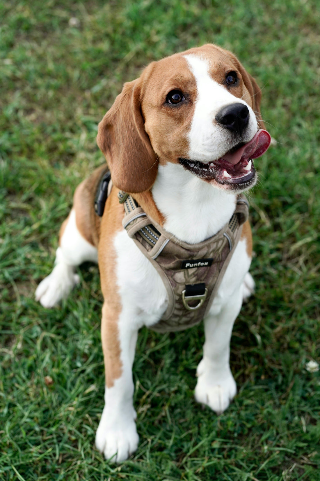 How to Create a Life of Comfort and Security for Your Dog: The True Foundation of Happiness