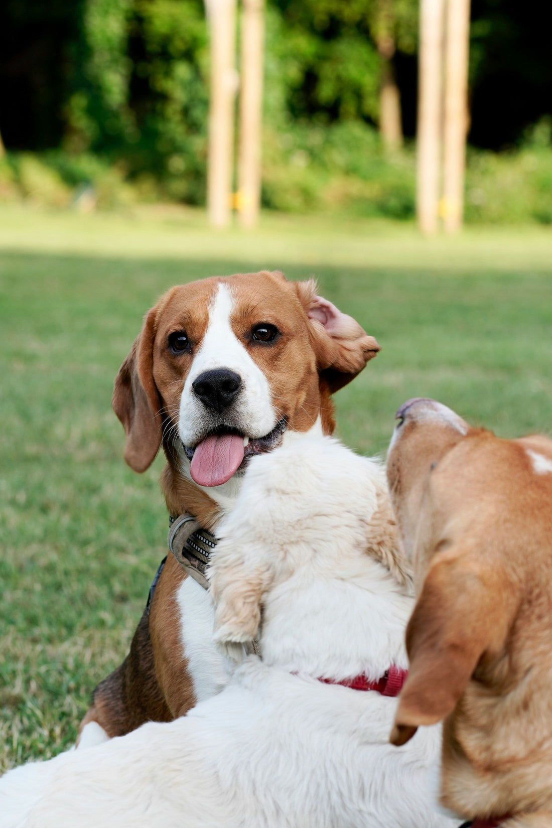 How to Create a More Peaceful Daily Life for Your Dog: Supporting Emotional Calmness Through Stability and Routine