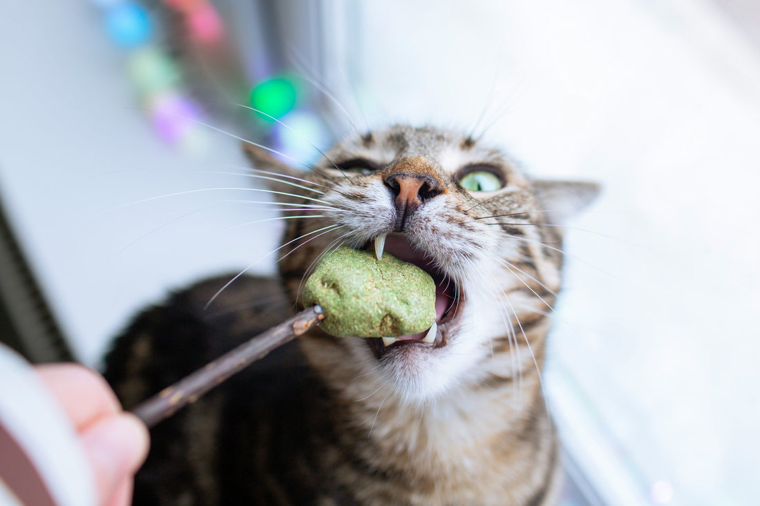 Top 10 Healthy Treats Your Cat Will Love: A Complete Guide to Nutritious and Delicious Snacks