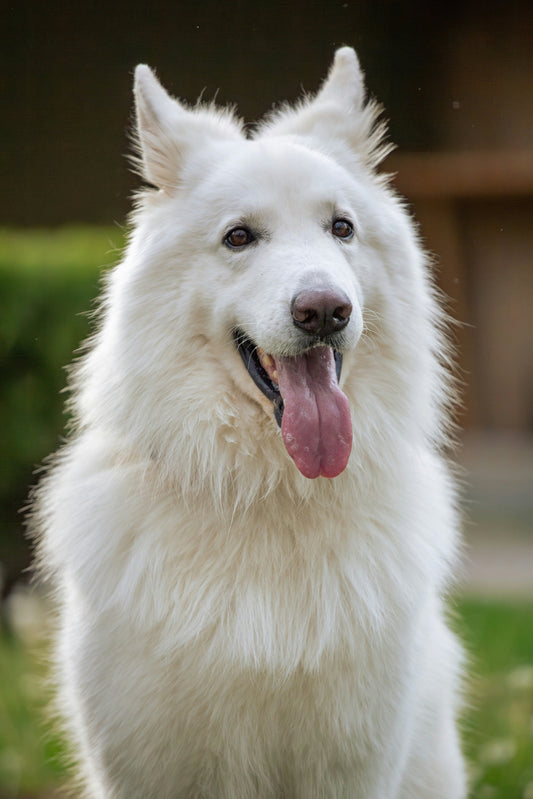 Signs of Digestive Stress in Dogs and How to Restore Balance Through Daily Care