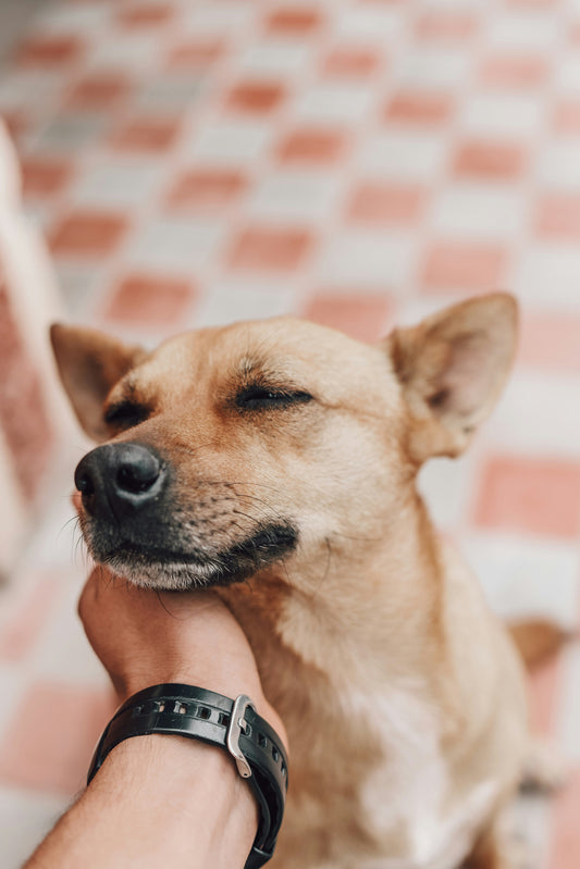 Why Emotional Security Is the Foundation of a Happy and Healthy Pet Life