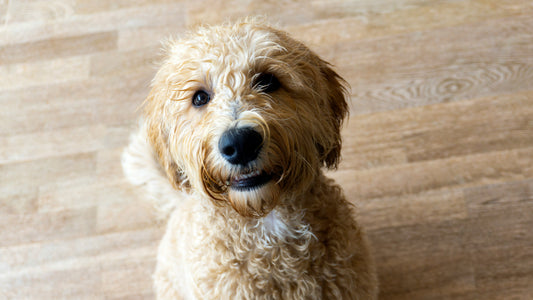 How to Fix Your Dog’s Sleep Schedule: A Complete Guide for Indoor Dogs