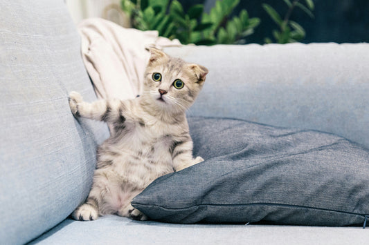 How Stress Affects Your Pet’s Health and What You Can Do to Reduce It