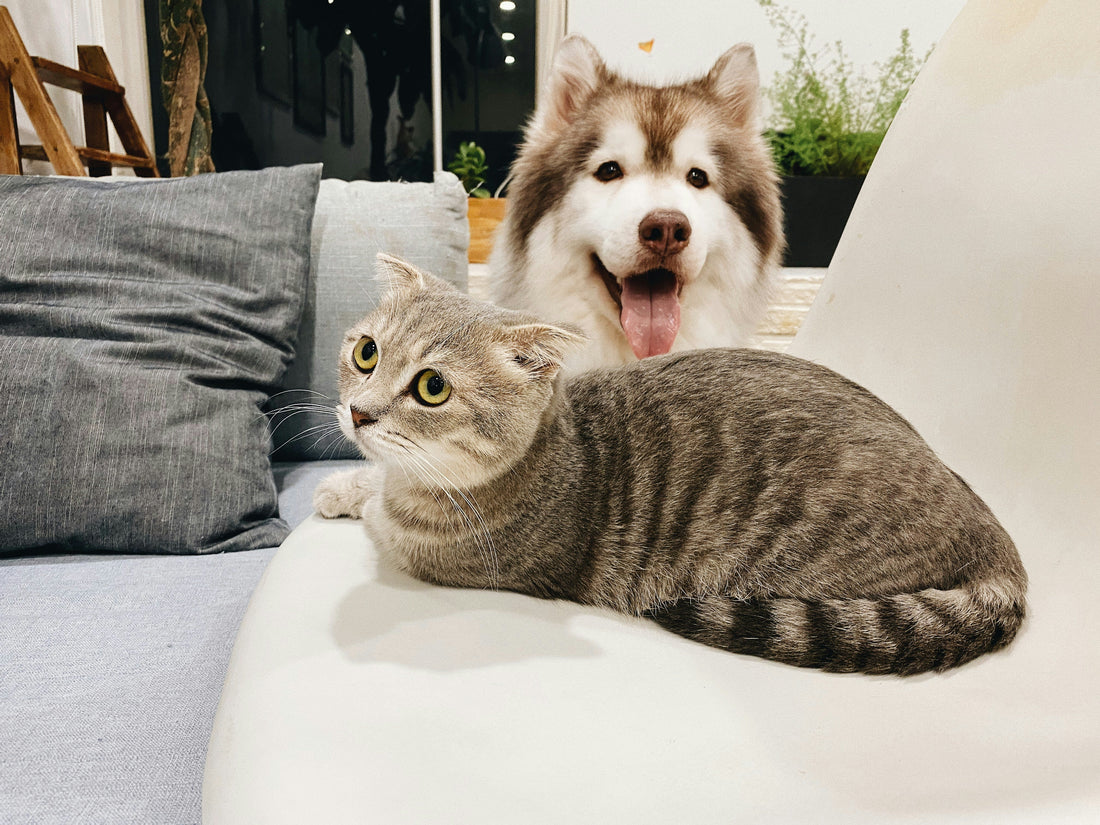 Preventive Pet Care: How Early Habits Protect Your Pet’s Long-Term Health