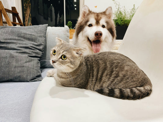 Preventive Pet Care: How Early Habits Protect Your Pet’s Long-Term Health