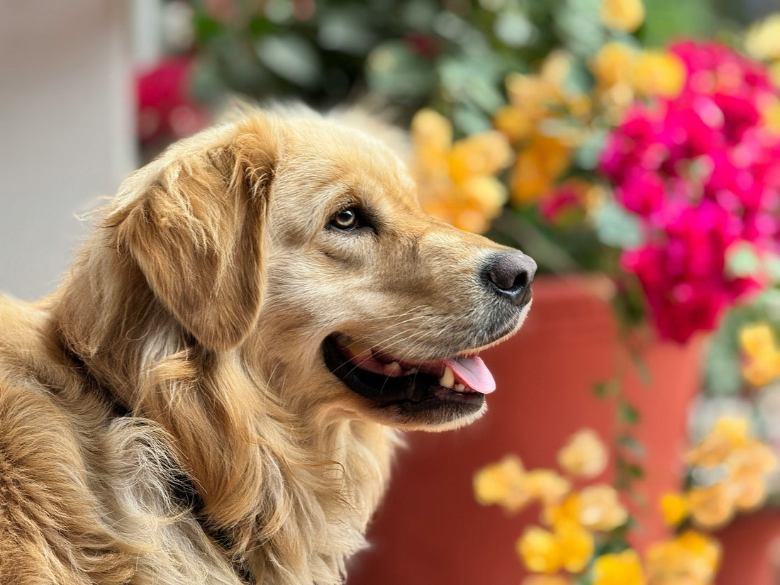 How to Create a Stable Environment for Your Dog: The Foundation of Calm Behavior and Daily Balance