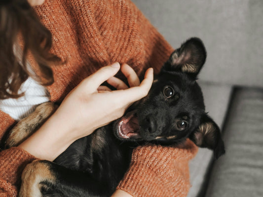 Pet Grooming Basics: How Regular Grooming Keeps Your Pet Healthy and Happy