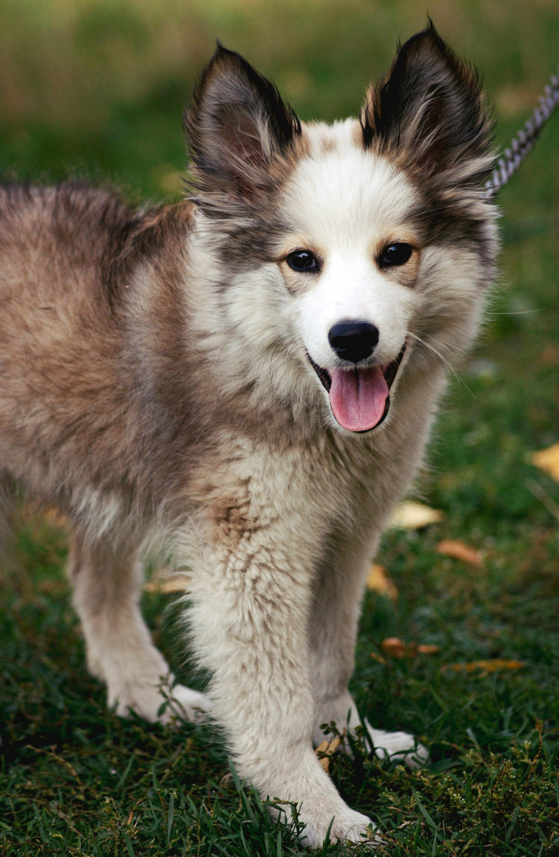 Caring for Senior Pets: Gentle Daily Habits That Support Comfort and Longevity