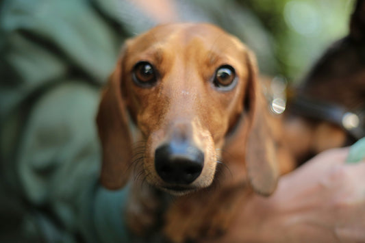 Daily Habits That Strengthen the Bond With Your Pet and Build Lifelong Trust