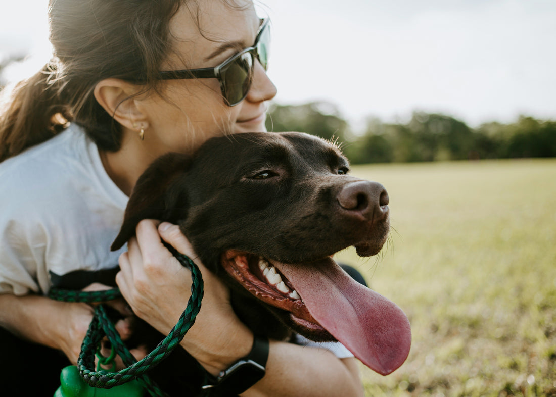 How Small Daily Choices Shape a Pet’s Long-Term Emotional Health