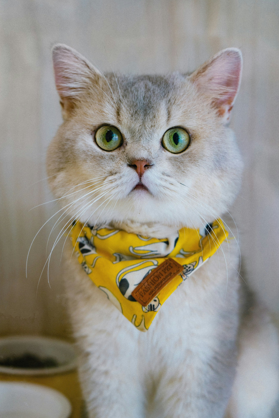 The Hidden Connection Between Pet Digestion and Emotional Stability