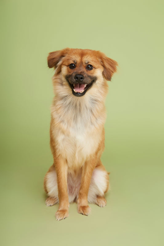 Recognizing Anxiety in Pets: Signs, Causes, and Gentle Daily Support