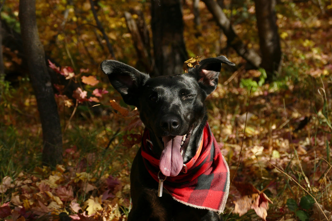 Pet Behavioral Training Basics: How to Build Better Habits for a Happier Home