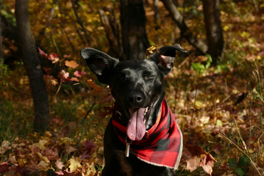 Pet Behavioral Training Basics: How to Build Better Habits for a Happier Home
