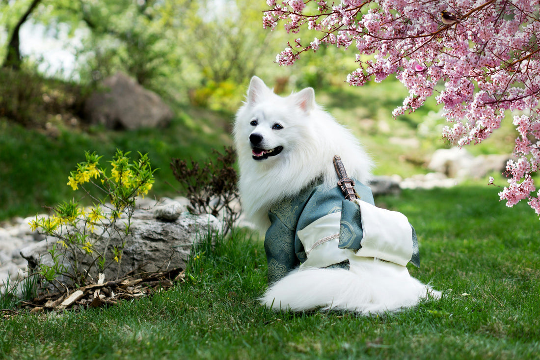 How Structured Routines Improve Behavioral Stability in Modern Dogs