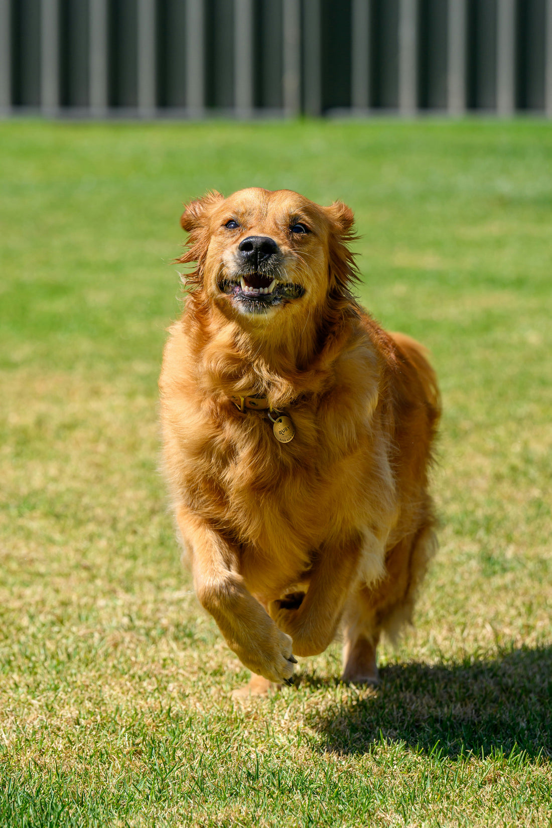 The DearPaw Philosophy: Designing Stability for a Lifetime of Vitality