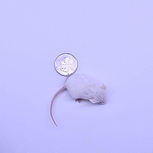 MiceDirect EST. 2003 Frozen Mice Combo Pack of 100 Hoppers and 100 Weanling Feeders Snake Food for Juvenile Ball Python (1.5-2.5 in)(2000 Grams Min)(200 Count)