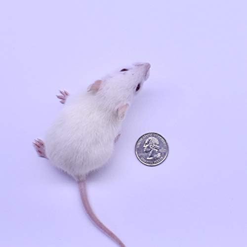 MiceDirect- Rat Weanlings- Fresh Fast Frozen Food Feeders for SubAdult Ball Python Red Tail Boa Monitor Lizard Birds of Prey Pet Reptiles (3.5-4.5 in (Pack of 75))