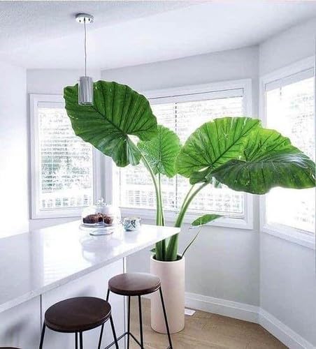 Premium Elephant Ear Plant Soil Mix by Gardenera - Nourishing Formula for Impressive Growth and Eye-Catching Foliage - 5 Quart