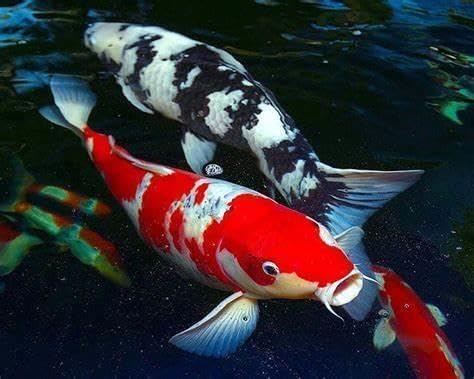 Aquatic Foods Inc. Red River Shrimp - Freeze-Dried 3/8" to 1/2" Red River Shrimp for Cichlids, Koi & Pond Fish, Aquatic Turtles, All Community Tropical Fish, Reptiles, Rodents…1.7oz Sm Round Jar